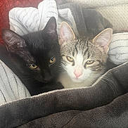 Bagheera participe au concours pour gagner de l'argent avec cette photo : cat, kitten, black_cat, tabby_cat, white_cat, blanket, cozy, snuggling, sleepy, pets, fur, cute, domestic_animal, animal, whiskers, ears, resting, indoor, comfort, companionship