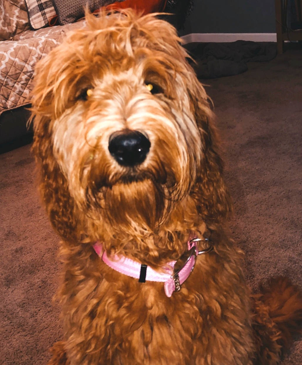 Harper joined the competition — help win amazing prizes! bosnian_coarse_haired_hound, briquet_griffon_vendeen, canidae, carnivore, cavapoo, cockapoo, dog, dog_breed, dutch_smoushond, goldendoodle, irish_soft_coated_wheaten_terrier, labradoodle, mammal, otterhound, poodle_crossbreed, rare_breed_dog, schnoodle, sporting_group, terrier, vertebrate