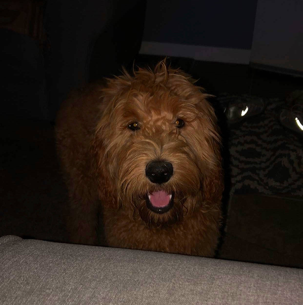 Harper is registered to the contest to win money with this photo: basset_fauve_de_bretagne, bosnian_coarse_haired_hound, canidae, carnivore, companion_dog, dog, dog_breed, glen_of_imaal_terrier, goldendoodle, irish_soft_coated_wheaten_terrier, labradoodle, mammal, otterhound, petit_basset_griffon_vendeen, rare_breed_dog, sapsali, spinone_italiano, sporting_group, terrier, vertebrate