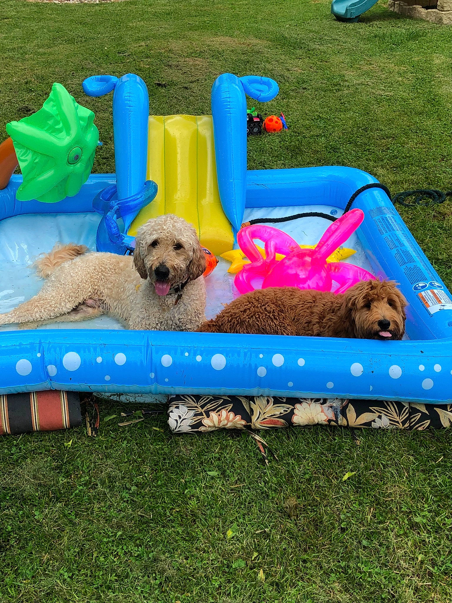 Harper joined the competition — help win amazing prizes! american_cocker_spaniel, canidae, carnivore, companion_dog, dog, dog_agility, dog_breed, fun, furniture, goldendoodle, grass, inflatable, lawn, leisure, outdoor_play_equipment, play, puppy, sporting_group, summer