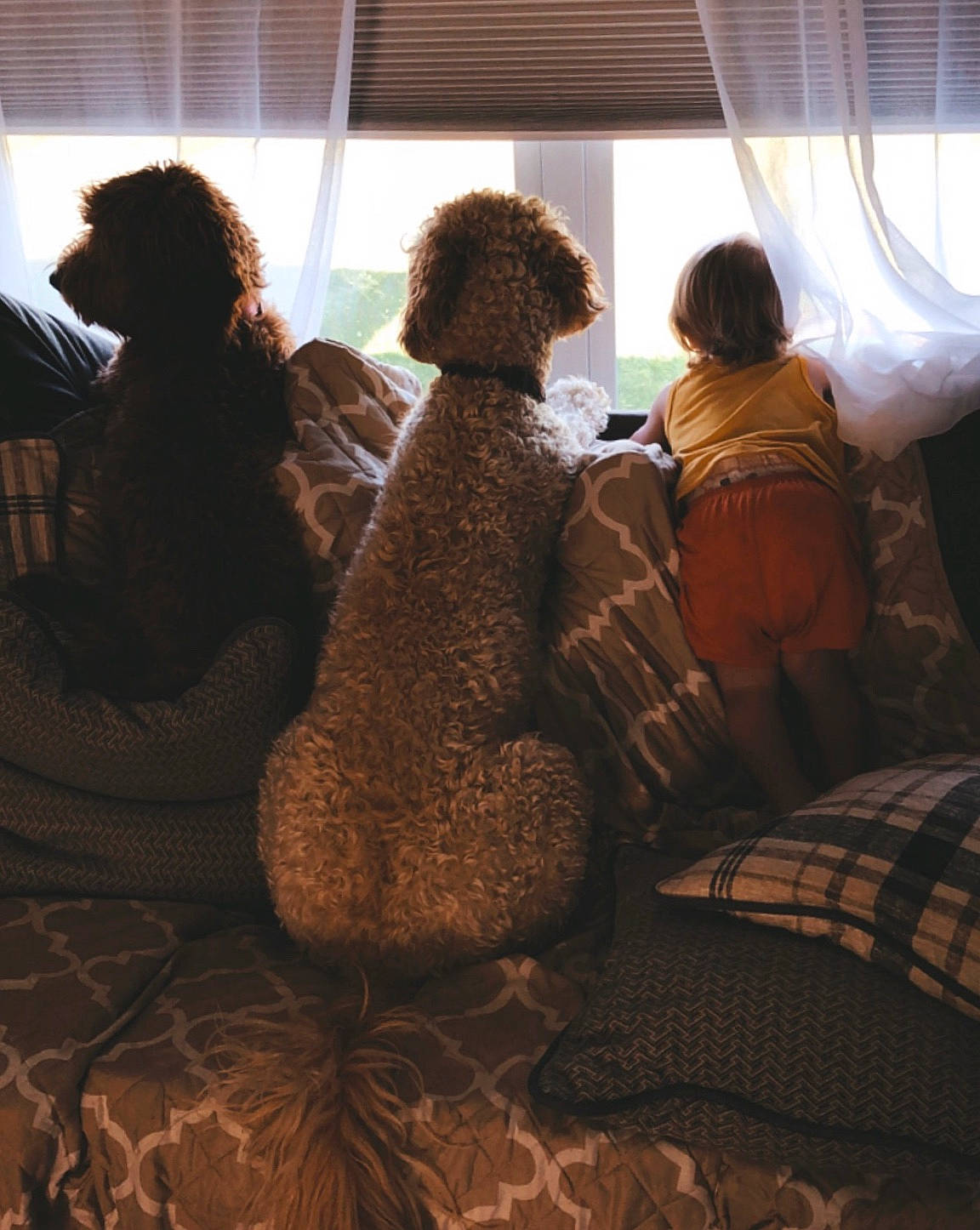 Harper joined the competition — help win amazing prizes! canidae, companion_dog, dog, fawn, fun, fur, labradoodle, non_sporting_group, poodle, spanish_water_dog, sporting_group, standard_poodle