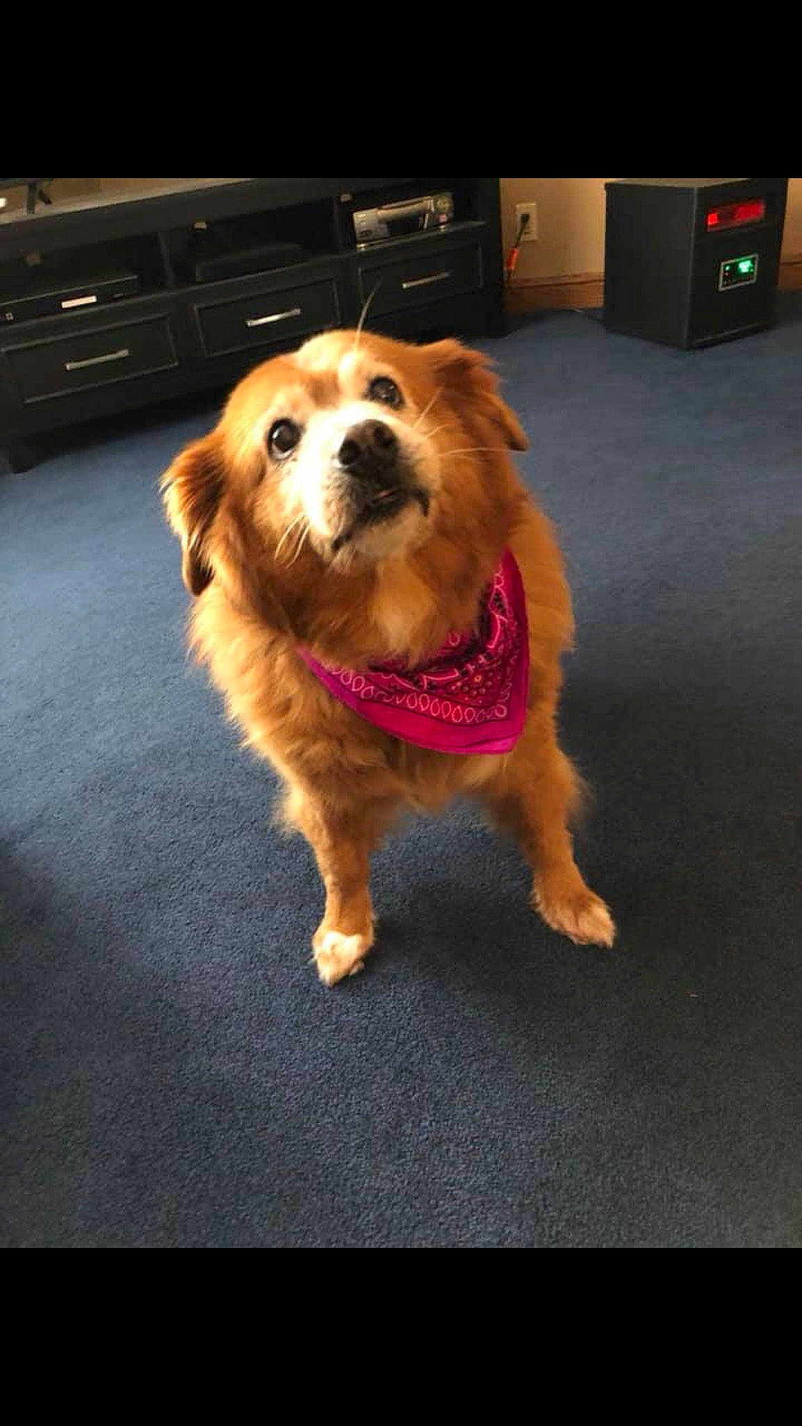 Daisy joined the competition — help win amazing prizes! canidae, carnivore, companion_dog, dog, dog_breed, fawn, golden_retriever, mammal, norfolk_terrier, paw, puppy_love, rare_breed_dog, snout, sporting_group