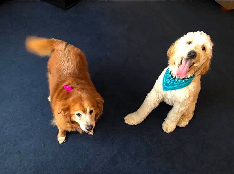 Daisy is registered to the contest to win money with this photo: canidae, carnivore, cavachon, cavapoo, cockapoo, companion_dog, dog, dog_breed, goldendoodle, mammal, paw, poodle, poodle_crossbreed, puppy, puppy_love, rare_breed_dog, schnoodle, sporting_group, toy_poodle, vertebrate