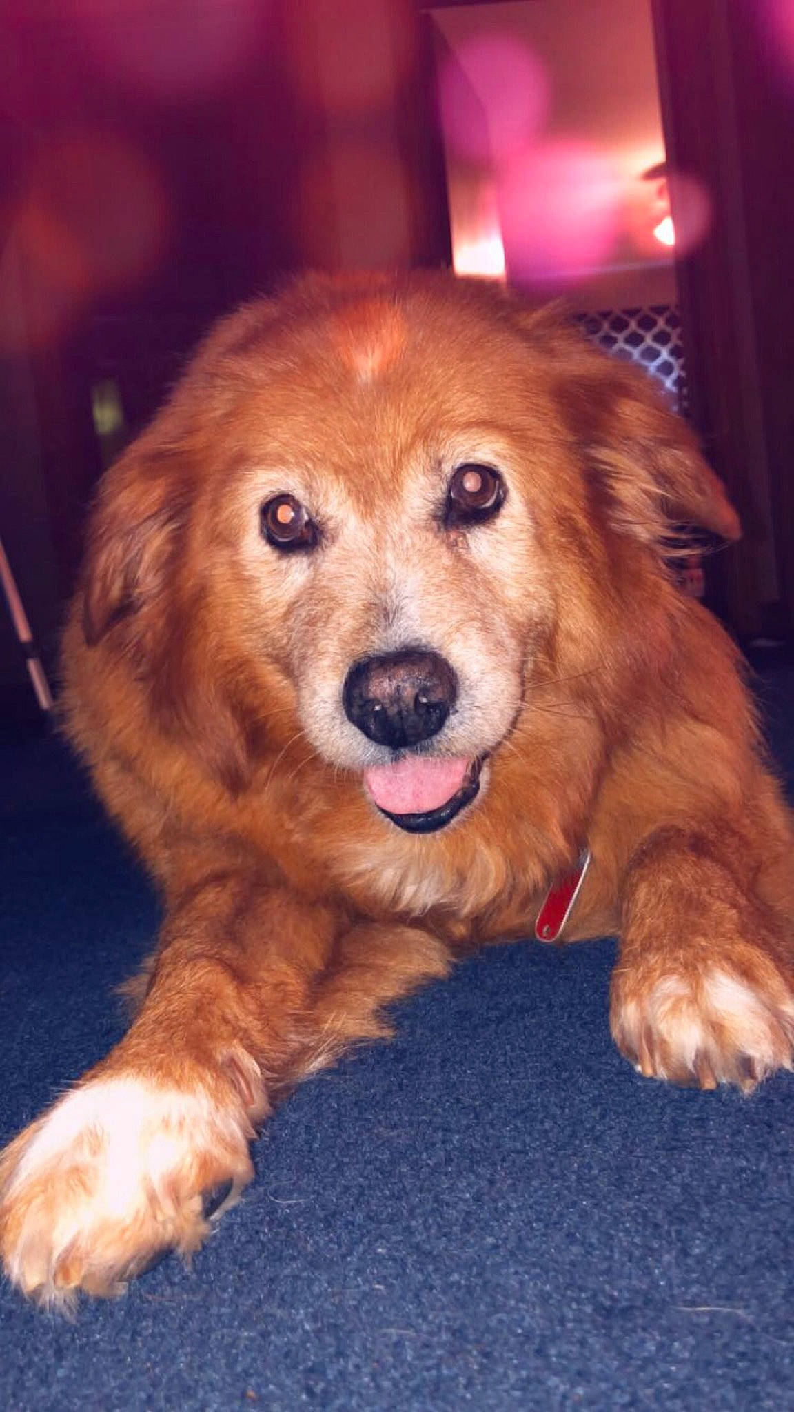 Daisy joined the competition — help win amazing prizes! ancient_dog_breeds, basque_shepherd_dog, canidae, carnivore, cavachon, cavapoo, companion_dog, dog, dog_breed, fur, golden_retriever, mammal, norfolk_terrier, nose, puppy, rare_breed_dog, snout, spaniel, sporting_group, whiskers