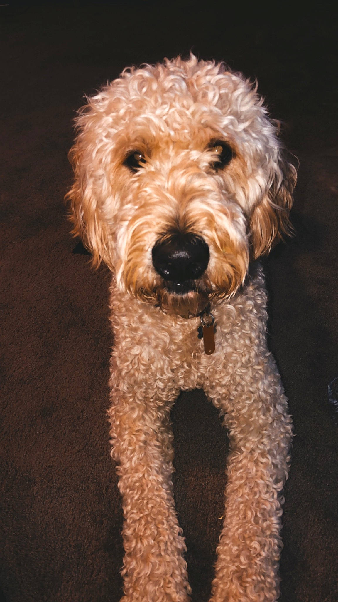 Griffey is registered to the contest to win money with this photo: briquet_griffon_vendeen, canidae, carnivore, cockapoo, companion_dog, dog, dog_breed, dutch_smoushond, goldendoodle, labradoodle, mammal, miniature_poodle, poodle, poodle_crossbreed, rare_breed_dog, schnoodle, sporting_group, terrier, toy_poodle, vertebrate