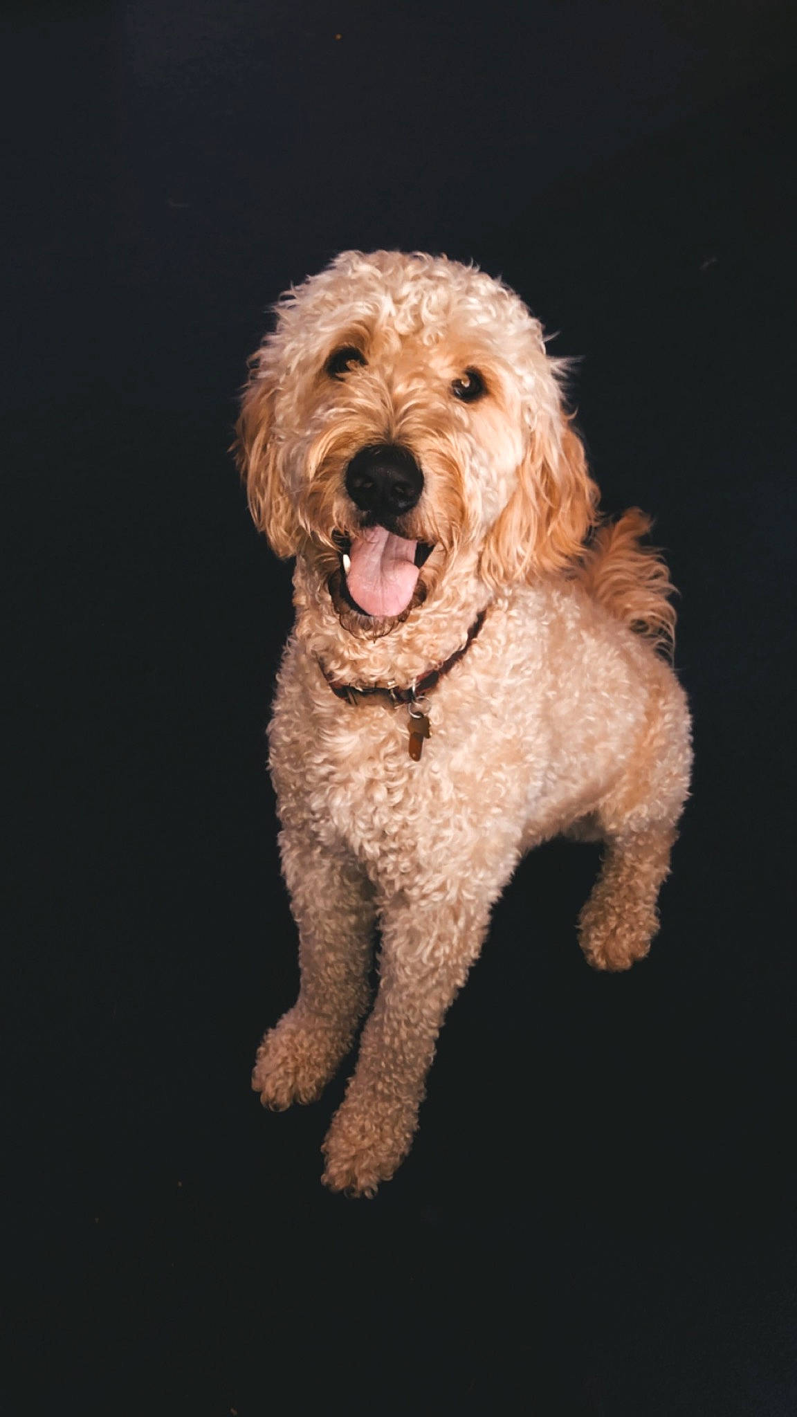 Griffey is registered to the contest to win money with this photo: briquet_griffon_vendeen, canidae, carnivore, cavapoo, cockapoo, dog, dog_breed, dutch_smoushond, goldendoodle, labradoodle, mammal, miniature_poodle, poodle, poodle_crossbreed, rare_breed_dog, schnoodle, sporting_group, terrier, toy_poodle, vertebrate