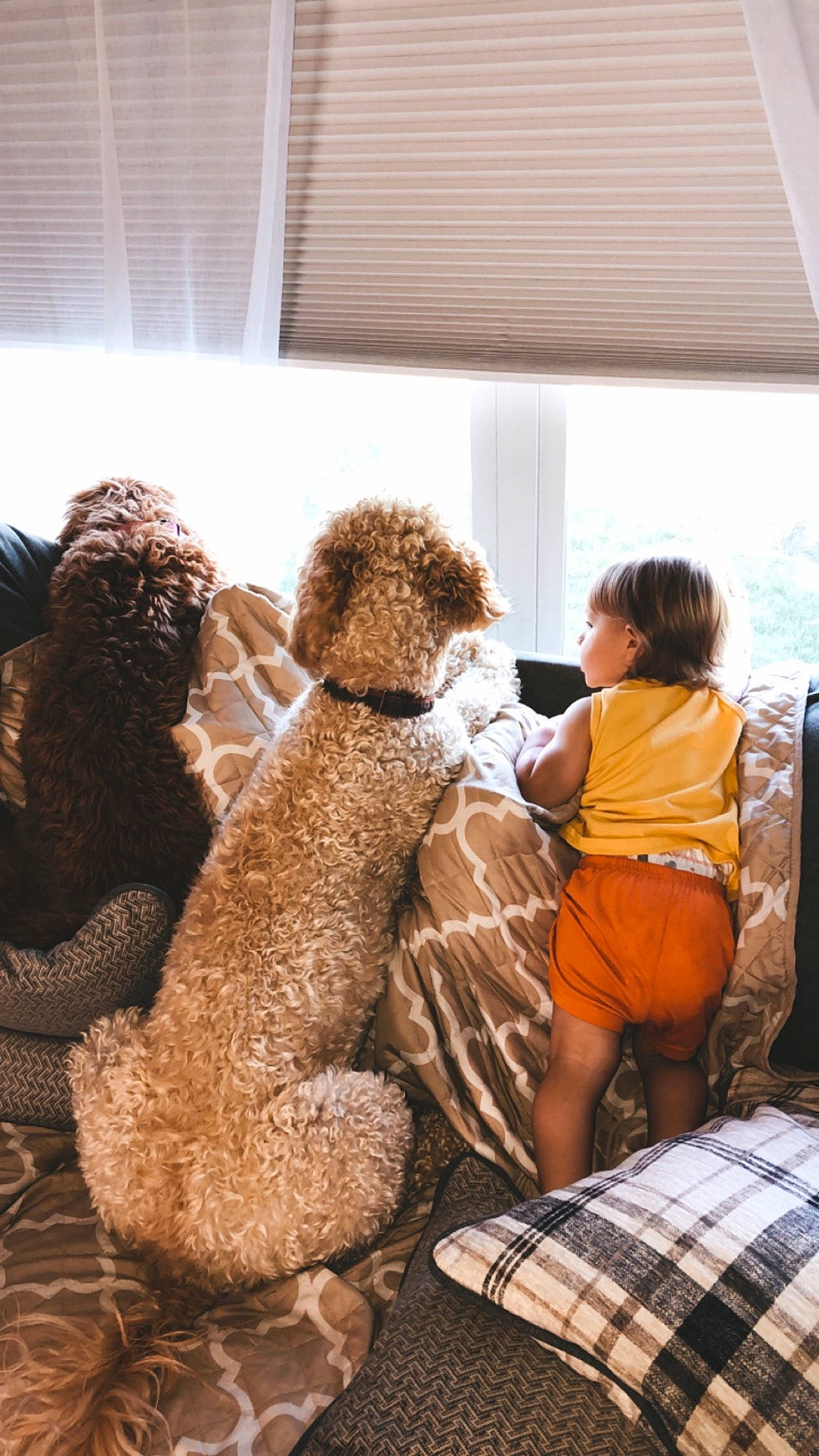 Griffey is registered to the contest to win money with this photo: canidae, companion_dog, fur, labradoodle, spanish_water_dog, stuffed_toy, teddy_bear