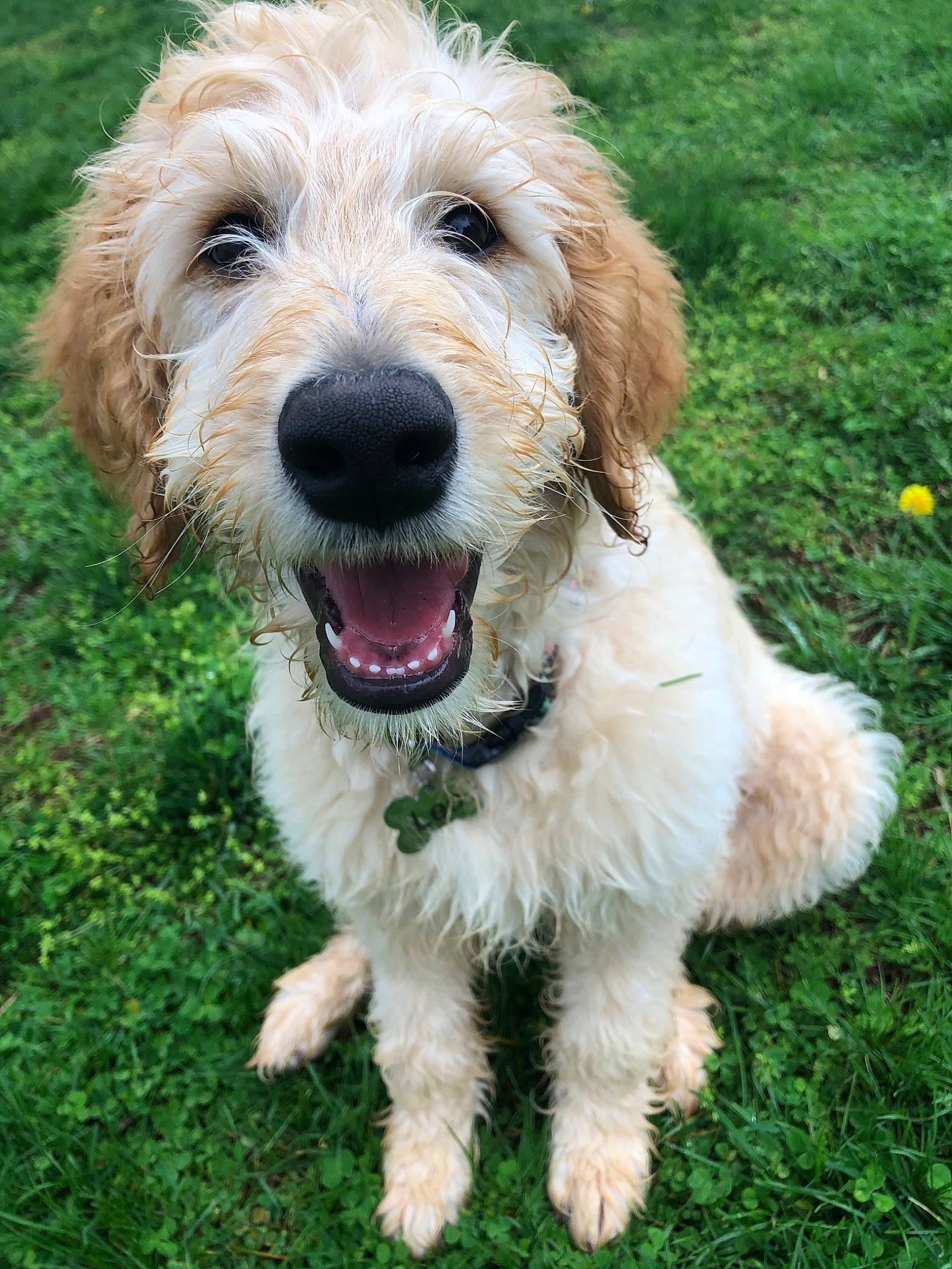 Leo joined the competition — help win amazing prizes! briquet_griffon_vendeen, canidae, carnivore, companion_dog, dog, dog_breed, dog_collar, grass, gun_dog, hunting_dog, plant, small_terrier, snout, sporting_group, terrestrial_animal, terrier, water_dog