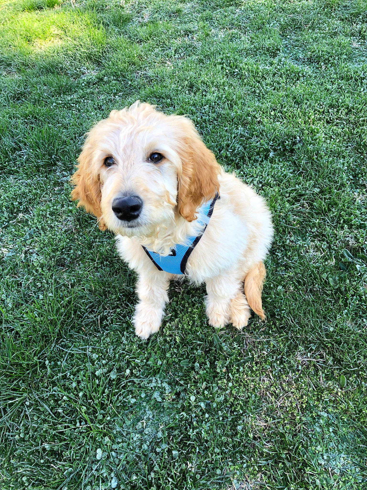 Leo joined the competition — help win amazing prizes! canidae, carnivore, companion_dog, dog, dog_breed, dog_collar, fur, grass, plant, sporting_group, tail, water_dog, working_animal