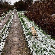 Ava a rejoint le concours — aidez-le/la à gagner de superbes lots ! dog, path, muddy, snow, grass, trees, reeds, overcast, outdoor, winter, canine, nature, trail, walking, leafless_trees, dirt_road, animal, cold, rural, scenery
