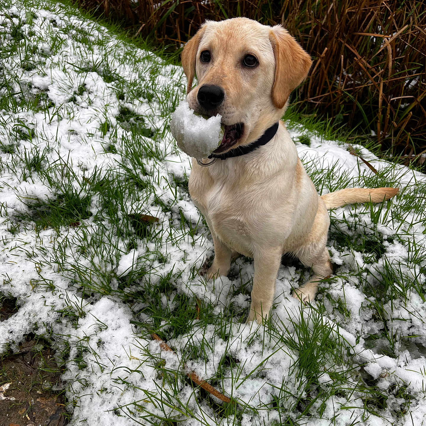 Ava a rejoint le concours — aidez-le/la à gagner de superbes lots ! animal, canine, cold, collar, dog, fur, grass, greenery, labrador, mouth, nature, outdoor, pet, playful, puppy, sitting, snow, winter, yellow_labrador, young_dog