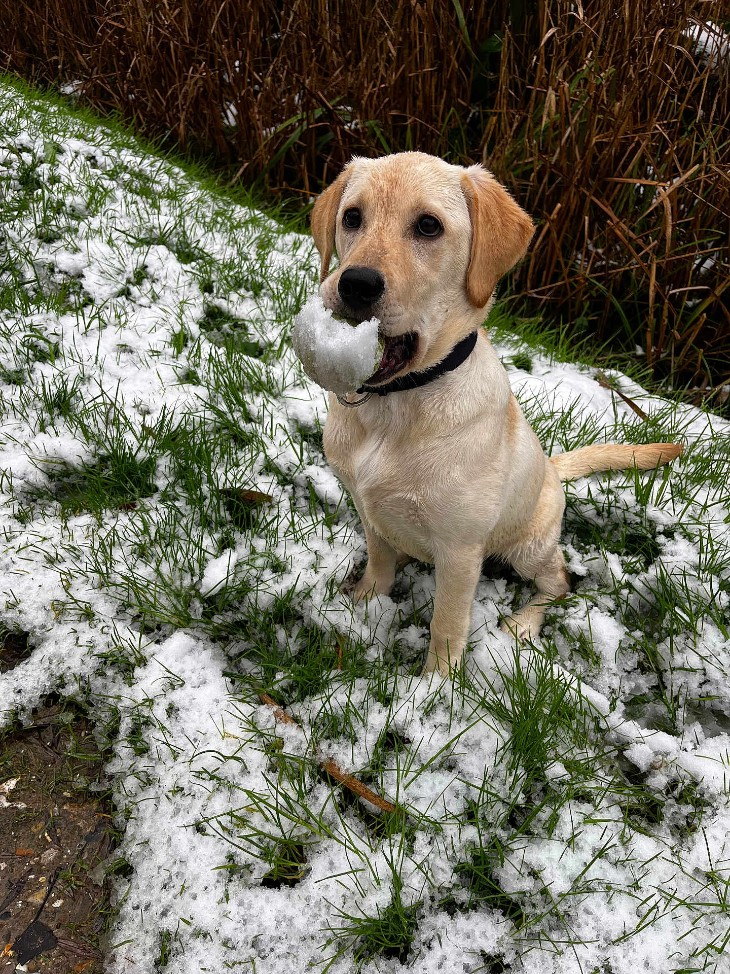 Ava a rejoint le concours — aidez-le/la à gagner de superbes lots ! dog, puppy, labrador, yellow_labrador, snow, grass, outdoor, animal, pet, canine, playful, young_dog, nature, winter, cold, fur, collar, mouth, sitting, greenery