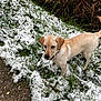 dog, snow, grass, outdoor, animal, pet, playful, winter, nature, canine, grass_patch, snowball, brown_dog, fur, ears, tail, collar, curious, standing, daylight