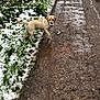 Ava participe au concours pour gagner de l'argent avec cette photo : dog, muddy_path, snow, grass, outdoor, animal, pet, playful, winter, nature, canine, young_dog, snowball, puddle, dirt, walking_path, greenery, daylight, fur, tail