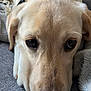 dog, golden_retriever, labrador, close_up, face, resting, eyes, fur, nose, pet, canine, animal, cozy, indoor, expression, relaxed, snout, whiskers, soft, blanket