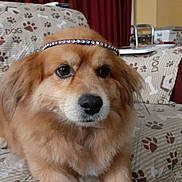 Leon is registered to the contest to win money with this photo: dog, fluffy, headband, pet, indoor, couch, paw_prints, brown_fur, portrait, animal, cute, domestic, companion, furniture, relaxed, closeup, looking_away, household, decor, face