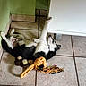 black_and_white, cabinet, corner, dog, floor, fur, green_wall, home, indoor, lying_down, paw, pet, playful, plush_toy, puppy, relaxed, rope_toy, stretching, tile_floor, toy