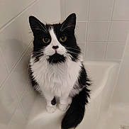 Tofor is registered to the contest to win money with this photo: cat, black_and_white, fluffy, sitting, bathtub, bathroom, tiles, pet, indoor, animal, whiskers, tail, fur, cute, looking_up, eyes, white, black, domestic, feline