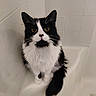 cat, black_and_white, fluffy, sitting, bathtub, bathroom, tiles, pet, indoor, animal, whiskers, tail, fur, cute, looking_up, eyes, white, black, domestic, feline