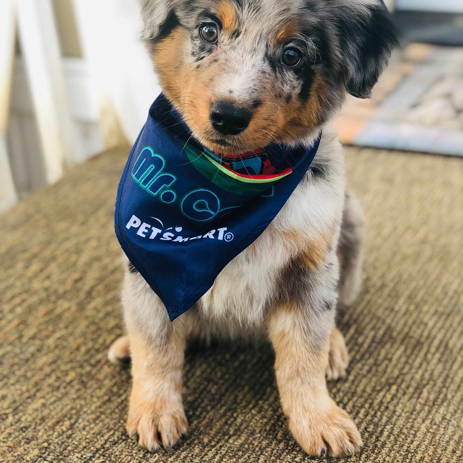 Zeke is registered to the contest to win money with this photo: australian_shepherd, border_collie, canidae, carnivore, companion_dog, dog, dog_breed, dog_collar, fur, herding_dog, mammal, miniature_australian_shepherd, puppy, rare_breed_dog, sporting_group, vertebrate, working_dog