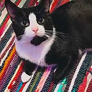 Lucien joined the competition — help win amazing prizes! animal, black_and_white, cat, closeup, colorful, curious, cute, domestic_cat, feline, fur, indoor, laying_down, looking_up, paws, pet, pink_nose, relaxed, striped_rug, tuxedo_cat, whiskers
