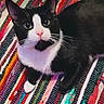animal, black_and_white, cat, closeup, colorful, curious, cute, domestic_cat, feline, fur, indoor, laying_down, looking_up, paws, pet, pink_nose, relaxed, striped_rug, tuxedo_cat, whiskers