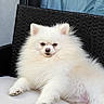 Vega participe au concours pour gagner de l'argent avec cette photo : animal, chair, companion, curtain, cushion, cute, dog, domestic, face, fluffy, fur, furniture, outdoor, paw, pet, pomeranian, relaxed, sitting, white, window