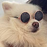 Vega a rejoint le concours — aidez-le/la à gagner de superbes lots ! accessory, animal, closeup, companion, cool, cute, dog, domestic_animal, eyewear, face, fashion, fluffy, fur, indoor, nose, pet, portrait, relaxed, sunglasses, white