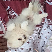 Vega participe au concours pour gagner de l'argent avec cette photo : bed, blanket, comfort, cozy, cute, dog, fluffy, fur, human_hand, indoor, lying_down, patterned, paw, pet, puppy, red, relaxed, resting, white, white_color