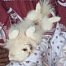bed, blanket, comfort, cozy, cute, dog, fluffy, fur, human_hand, indoor, lying_down, patterned, paw, pet, puppy, red, relaxed, resting, white, white_color