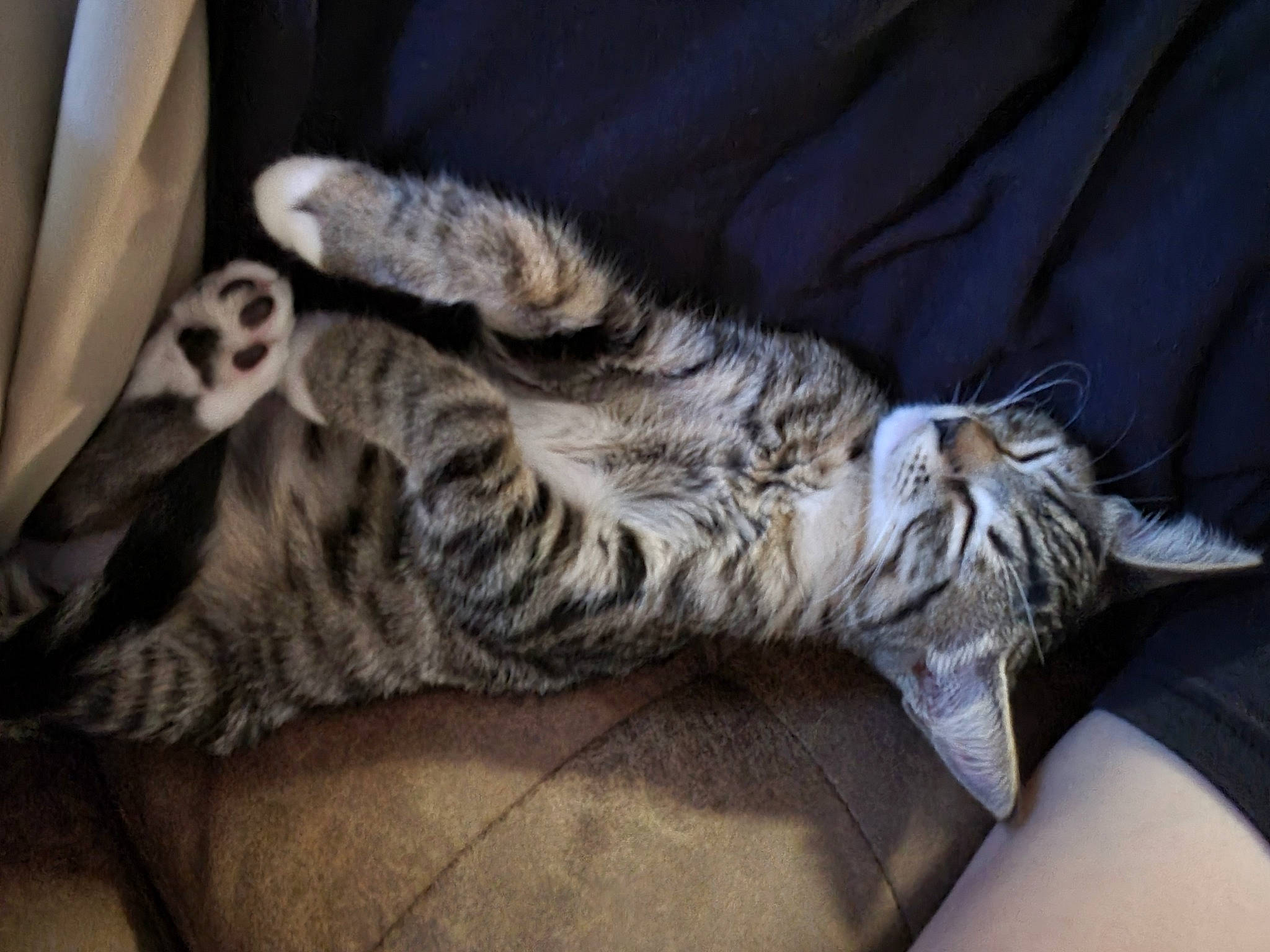 Lilah is registered to the contest to win money with this photo: carnivore, cat, claw, comfort, domestic_short_haired_cat, felidae, foot, fur, grey, nap, paw, sleep, small_to_medium_sized_cats, snout, tail, terrestrial_animal, whiskers, wildlife