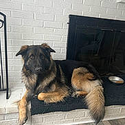 Rocky is registered to the contest to win money with this photo: dog, german_shepherd, pet, indoor, fireplace, white_brick, wood_floor, black_mat, dog_bowl, kibble, canine, fur, animal, relaxed, lying_down, brown, black, ears, tail, companion