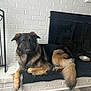 dog, german_shepherd, pet, indoor, fireplace, white_brick, wood_floor, black_mat, dog_bowl, kibble, canine, fur, animal, relaxed, lying_down, brown, black, ears, tail, companion