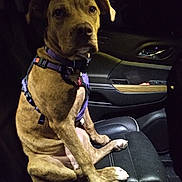 Lil Bit joined the competition — help win amazing prizes! dog, brindle, car_seat, leather, purple_harness, pet, animal, indoor, vehicle_interior, sitting, canine, seat, dark, looking, ears, paw, snout, collar, alert, transport