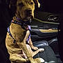 dog, brindle, car_seat, leather, purple_harness, pet, animal, indoor, vehicle_interior, sitting, canine, seat, dark, looking, ears, paw, snout, collar, alert, transport