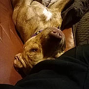 Lil Bit joined the competition — help win amazing prizes! dog, brown_dog, collar, upside_down, couch, leather, blanket, indoor, relaxed, pet, canine, fur, sleepy, comfort, resting, animal, closeup, domestic, cozy, casual