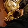 dog, brown_dog, collar, upside_down, couch, leather, blanket, indoor, relaxed, pet, canine, fur, sleepy, comfort, resting, animal, closeup, domestic, cozy, casual