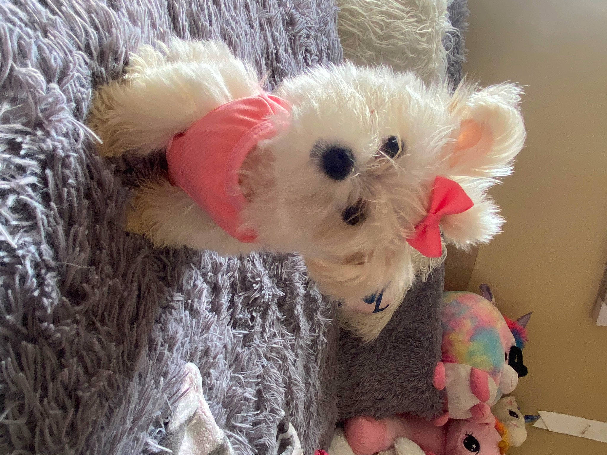 Chanel is registered to the contest to win money with this photo: bag, bow_tie, carnivore, collar, companion_dog, dog, dog_breed, dog_clothes, dog_collar, dog_supply, fashion_accessory, fawn, fur, plush, snout, stuffed_toy, sunglasses, toy, toy_dog, working_animal