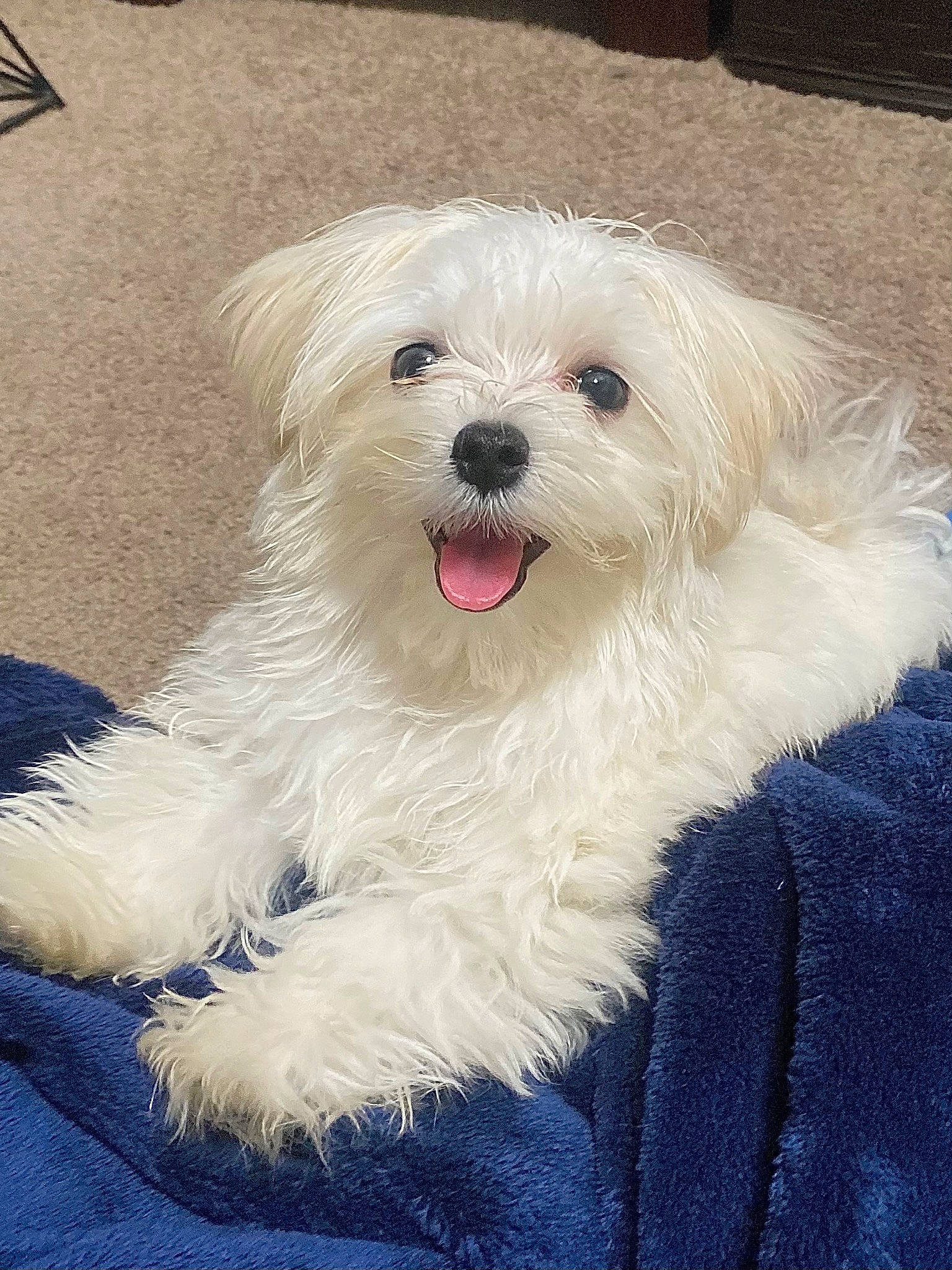 Chanel is registered to the contest to win money with this photo: canidae, carnivore, companion_dog, dog, dog_breed, fur, mal_shi, maltepoo, non_sporting_group, shih_poo, small_terrier, snout, sporting_group, toy_dog, water_dog, working_animal