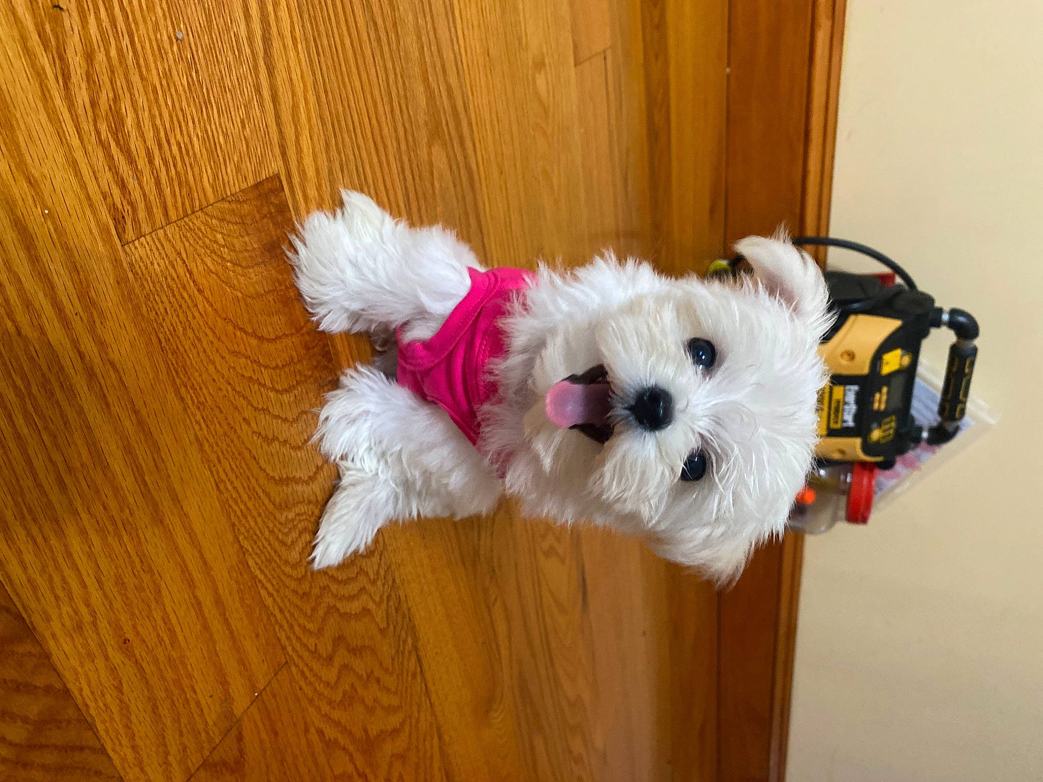 Chanel joined the competition — help win amazing prizes! canidae, carnivore, companion_dog, dog, dog_breed, dog_clothes, dog_supply, fawn, fur, hardwood, pet_supply, plank, small_terrier, sporting_group, stuffed_toy, toy, toy_dog, varnish, wood, wood_stain
