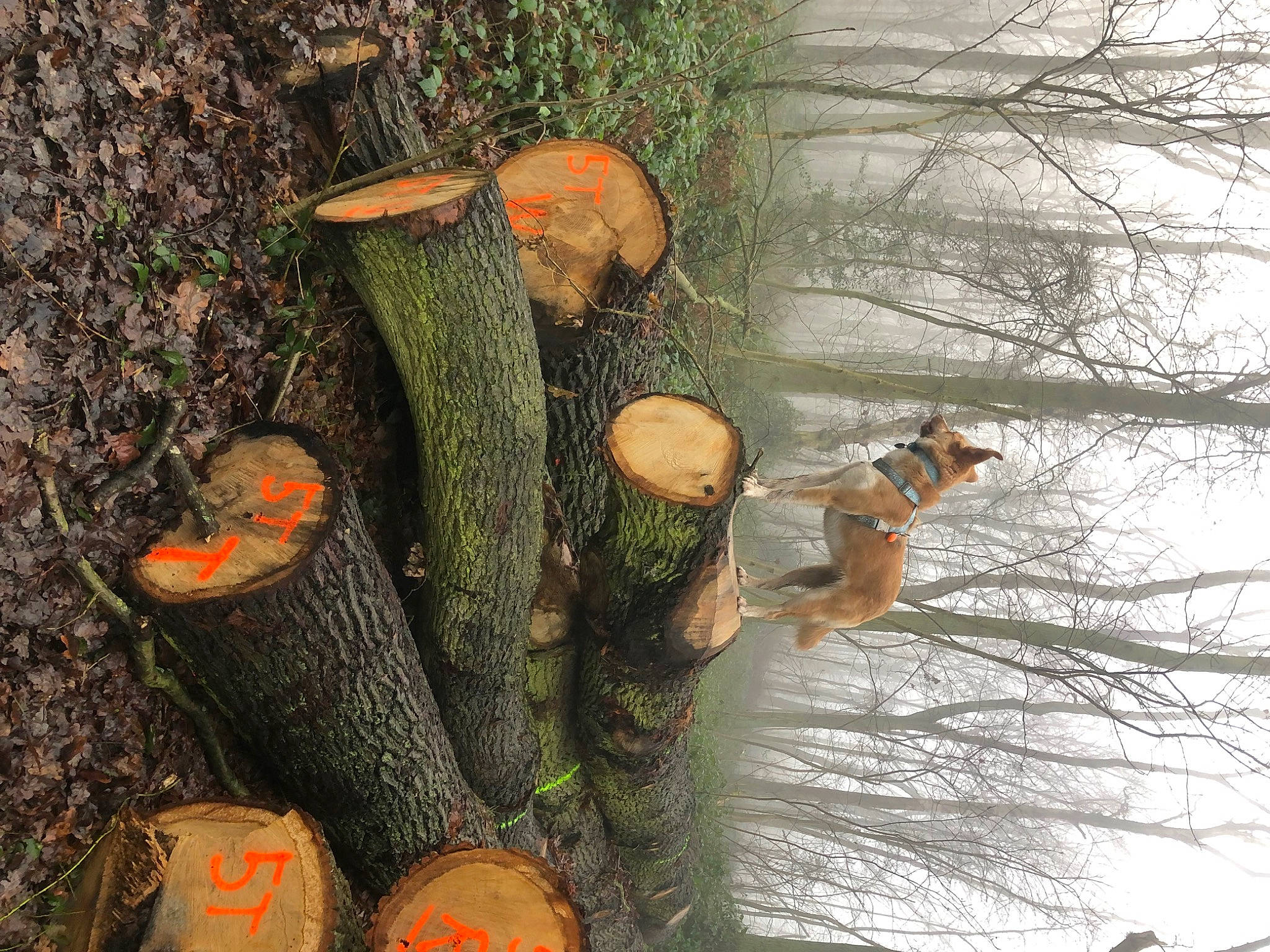 Senza a rejoint le concours — aidez-le/la à gagner de superbes lots ! adaptation, branch, forest, fungus, grass, landscape, leaf, mushroom, natural_landscape, organism, plant, plant_stem, spring, terrestrial_plant, tree, trunk, twig, vegetation, water, wood