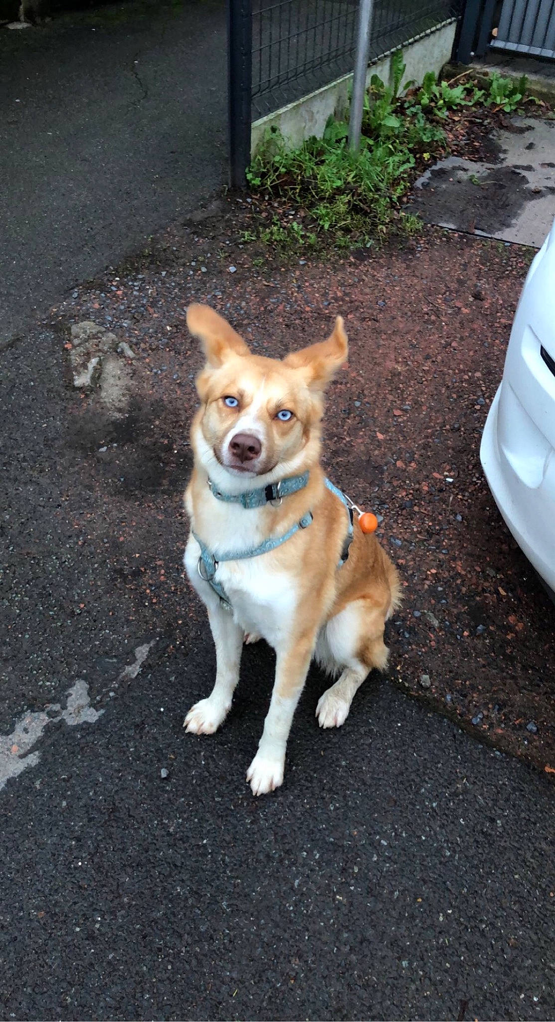 Senza a rejoint le concours — aidez-le/la à gagner de superbes lots ! asphalt, canidae, carnivore, collar, companion_dog, dog, dog_breed, dog_collar, family_car, fawn, fender, leash, plant, road, road_surface, sidewalk, snout, sporting_group, tail, vehicle_door