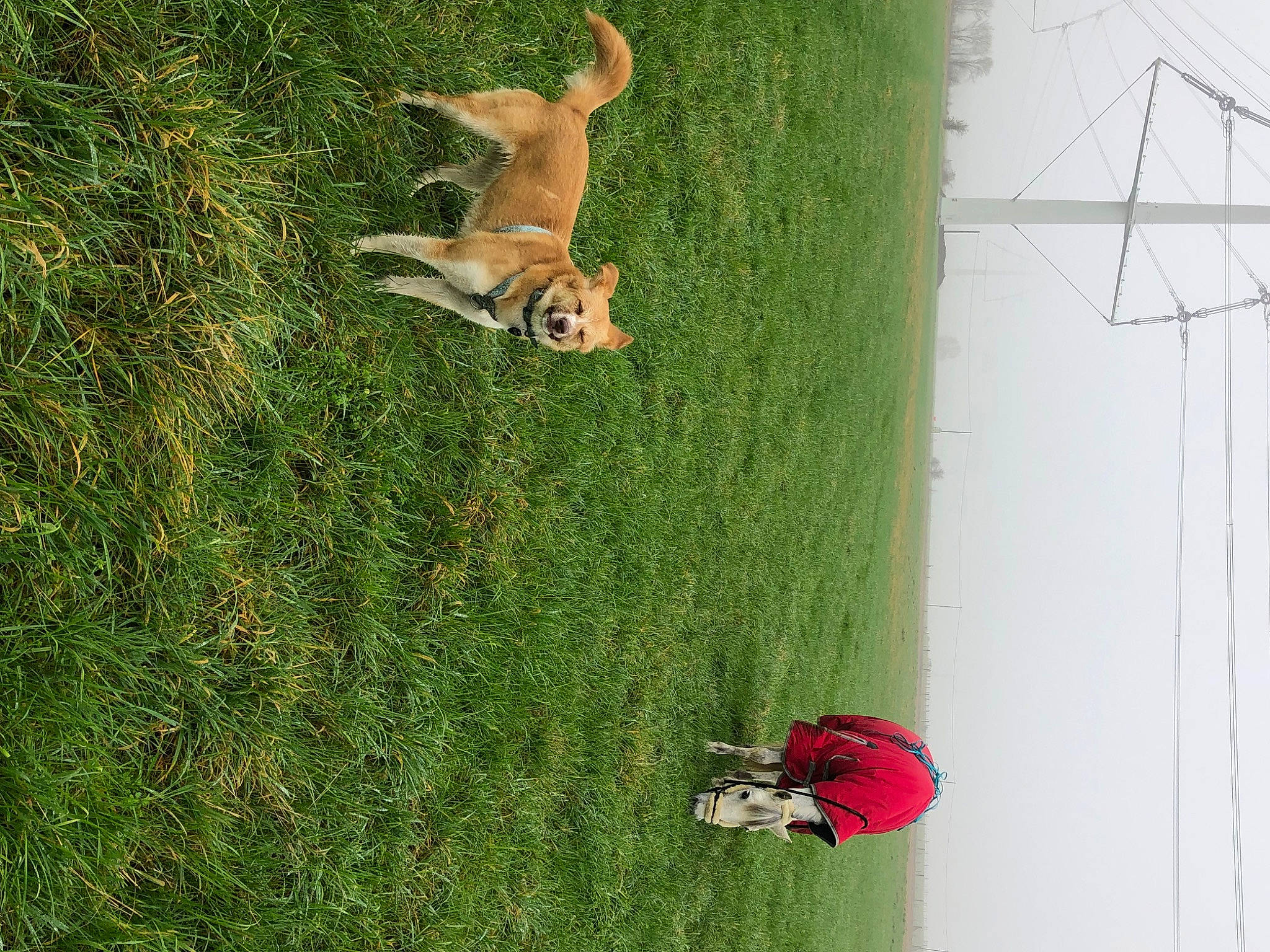 Senza participe au concours pour gagner de l'argent avec cette photo : carnivore, companion_dog, dog, dog_breed, fawn, fun, grass, grass_family, green, landscape, lawn, leisure, organism, people_in_nature, plant, recreation, shadow, tail, tree, wood