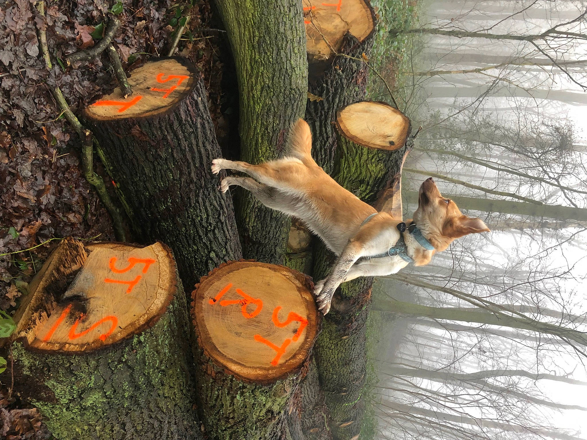 Senza participe au concours pour gagner de l'argent avec cette photo : biome, botany, branch, carnivore, deciduous, edible_mushroom, fawn, forest, fungus, lingzhi_mushroom, natural_landscape, organism, plant, polyporales, tail, terrestrial_plant, tree, trunk, wood, woody_plant