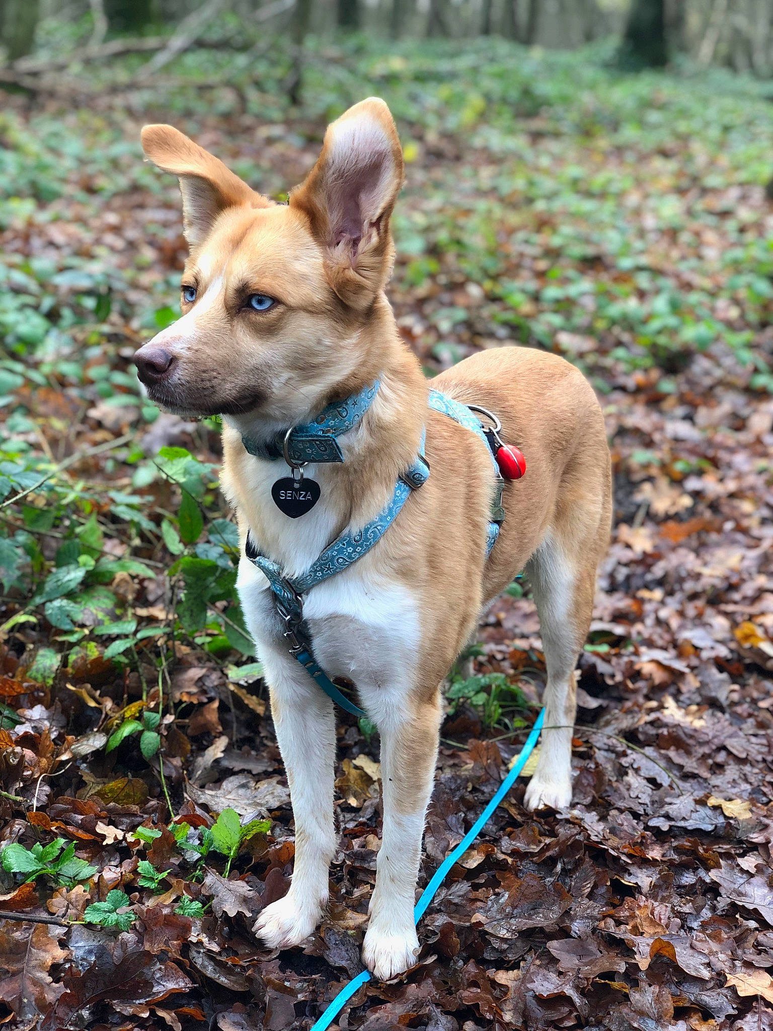 Senza participe au concours pour gagner de l'argent avec cette photo : canidae, carnivore, collar, companion_dog, dog, dog_breed, dog_collar, dog_supply, fawn, forest, grass, leash, plant, snout, soil, sporting_group, tail, wood, working_animal, working_dog