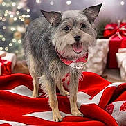 Ohmy joined the competition — help win amazing prizes! dog, small_dog, bandana, red_blanket, white_pattern, christmas_decorations, christmas_tree, gifts, holiday, festive, indoor, pet, animal, fur, cute, smiling, happy, blurred_background, cozy, cheerful