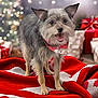 dog, small_dog, bandana, red_blanket, white_pattern, christmas_decorations, christmas_tree, gifts, holiday, festive, indoor, pet, animal, fur, cute, smiling, happy, blurred_background, cozy, cheerful