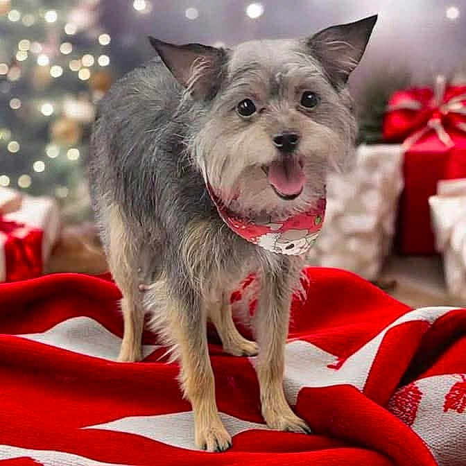 Ohmy joined the competition — help win amazing prizes! animal, bandana, blurred_background, cheerful, christmas_decorations, christmas_tree, cozy, cute, dog, festive, fur, gifts, happy, holiday, indoor, pet, red_blanket, small_dog, smiling, white_pattern
