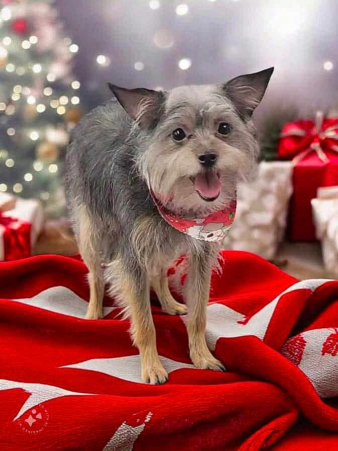 Ohmy joined the competition — help win amazing prizes! dog, small_dog, bandana, red_blanket, white_pattern, christmas_decorations, christmas_tree, gifts, holiday, festive, indoor, pet, animal, fur, cute, smiling, happy, blurred_background, cozy, cheerful
