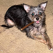 Oh My is registered to the contest to win money with this photo: accessories, affenpinscher, animal, ball, bodypart, canine, cockerspaniel, dog, leash, mouth, papillon, person, pet, poodle, puppy, sport, stick, strap, teeth, terrier